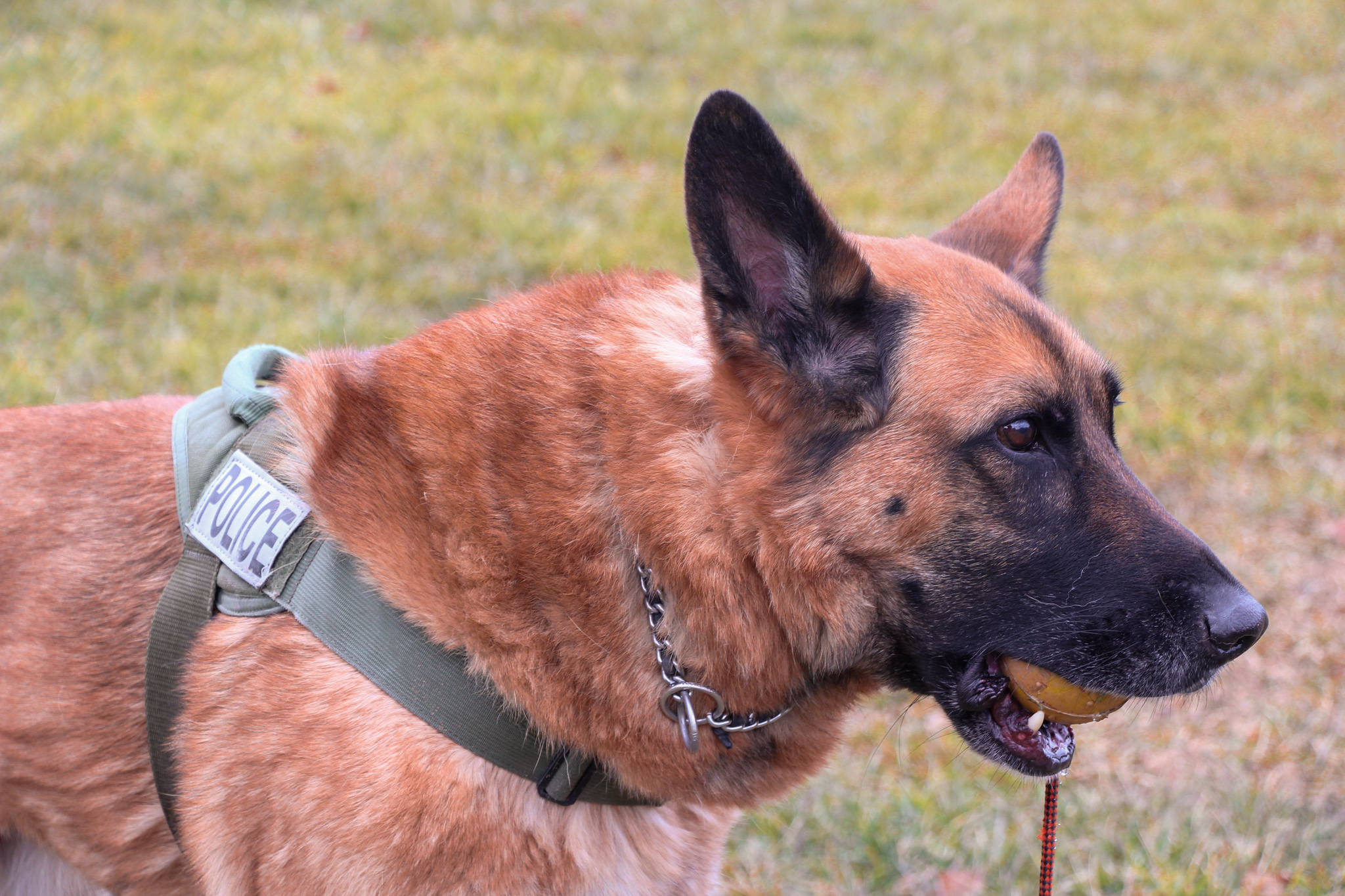 Bel Air Police K9 Retires