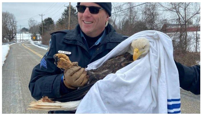 Harford County Sheriffs Save Injured Bald Eagle