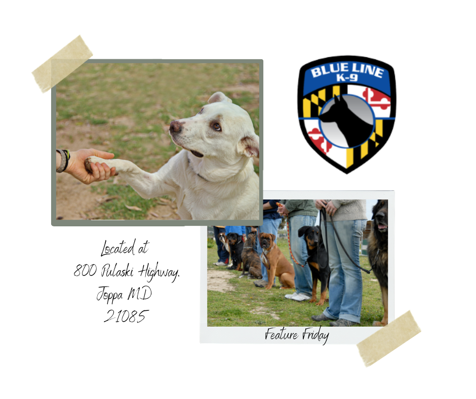 Blue Line K9 Dog Training – Feature Friday