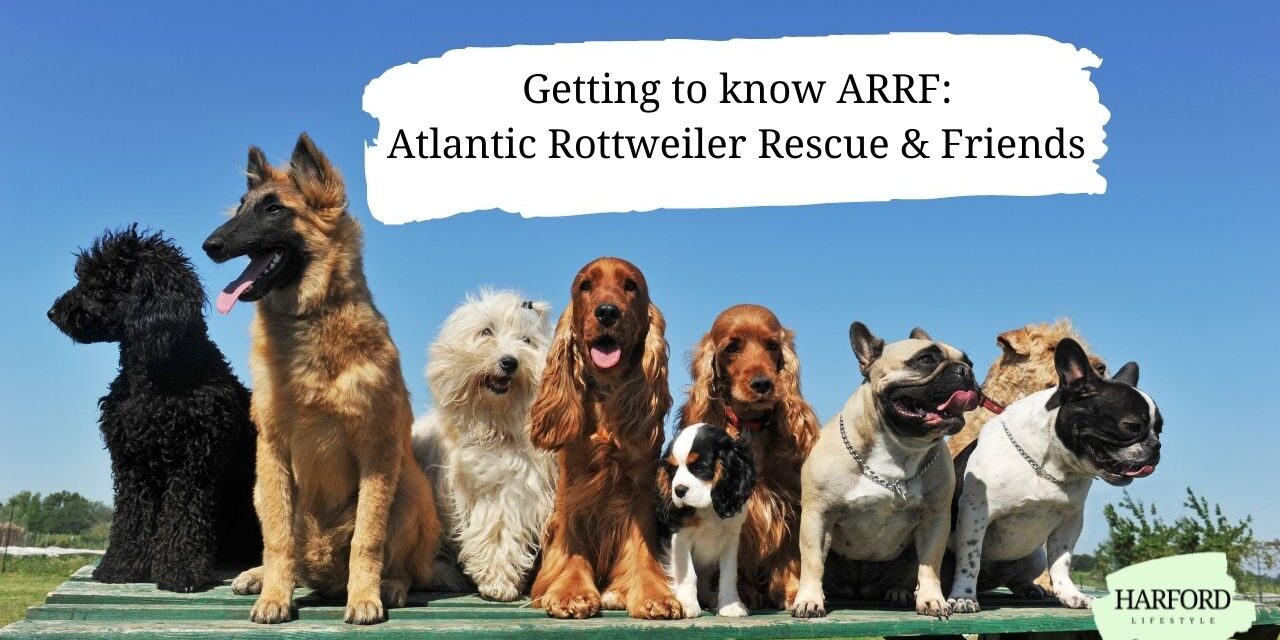 Getting to know ARRF: Atlantic Rottweiler Rescue & Friends