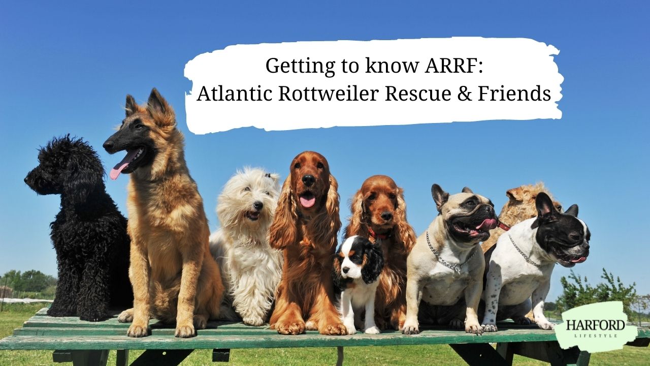 Getting to know ARRF: Atlantic Rottweiler Rescue & Friends